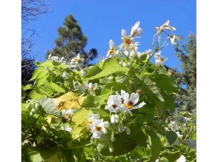Sparmannia pianta