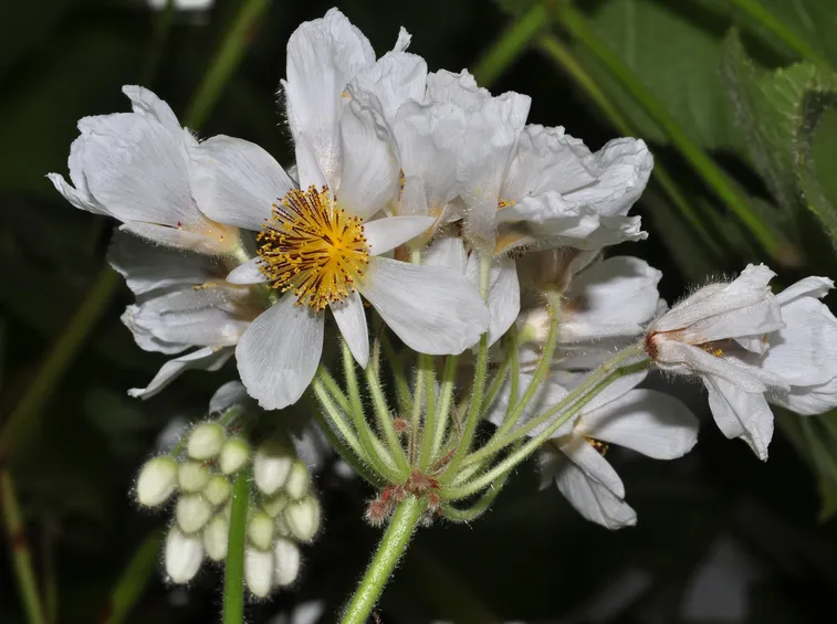 fiori tiglio africano