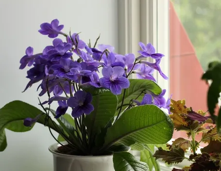 Streptocarpus 