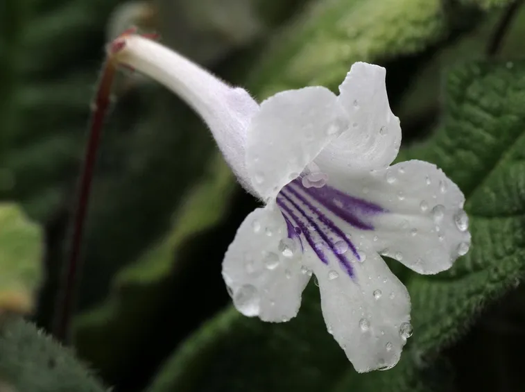 Streptocarpus rexii