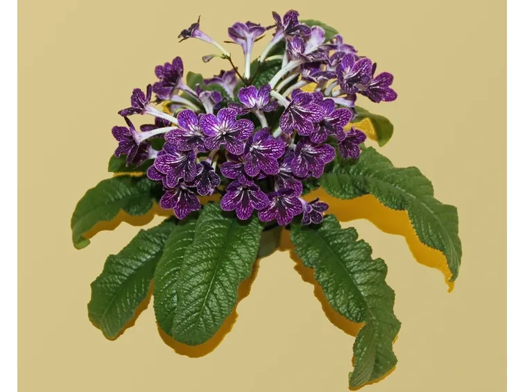 primula del capo