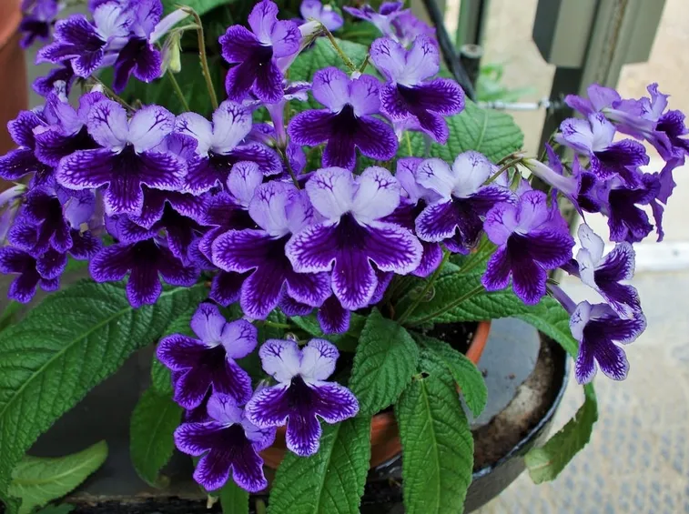 primula del capo fiori