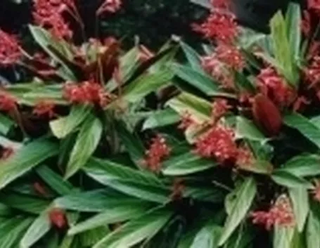 Stromanthe 