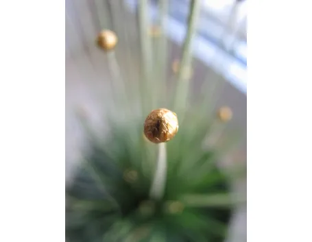 Syngonanthus 