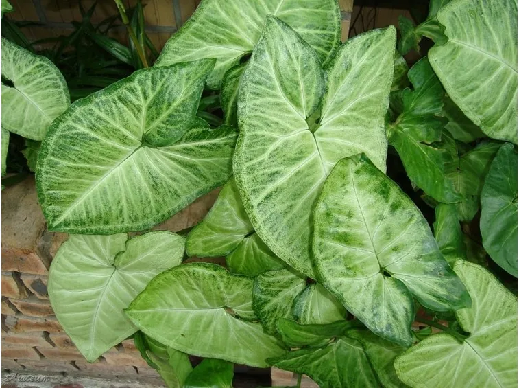 syngonium podophyllum
