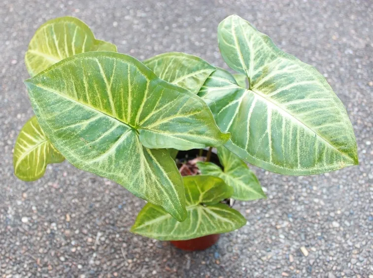 pianta singonio