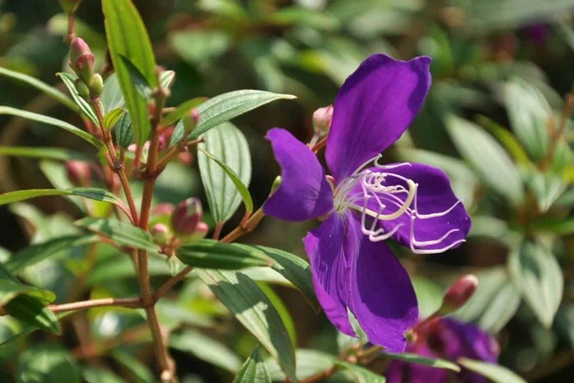 Tibucina  fiore