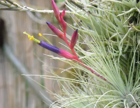Tillandsia argentea