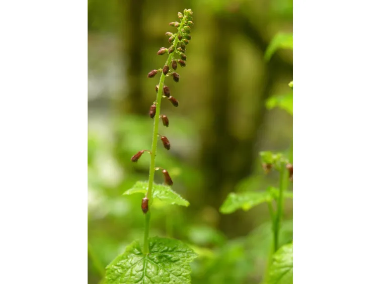 tolmiea