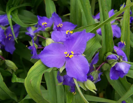 tradescantia andersoniana