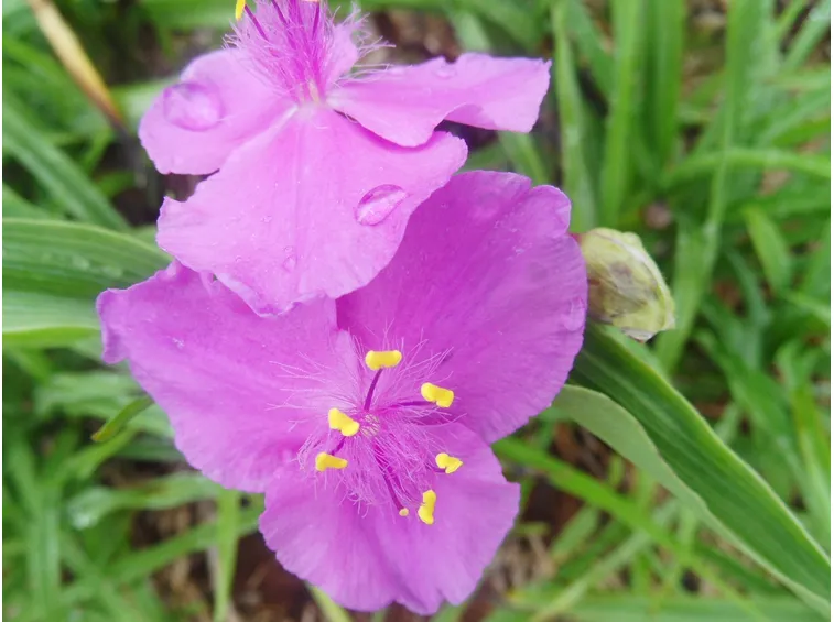 fiori erba miseria