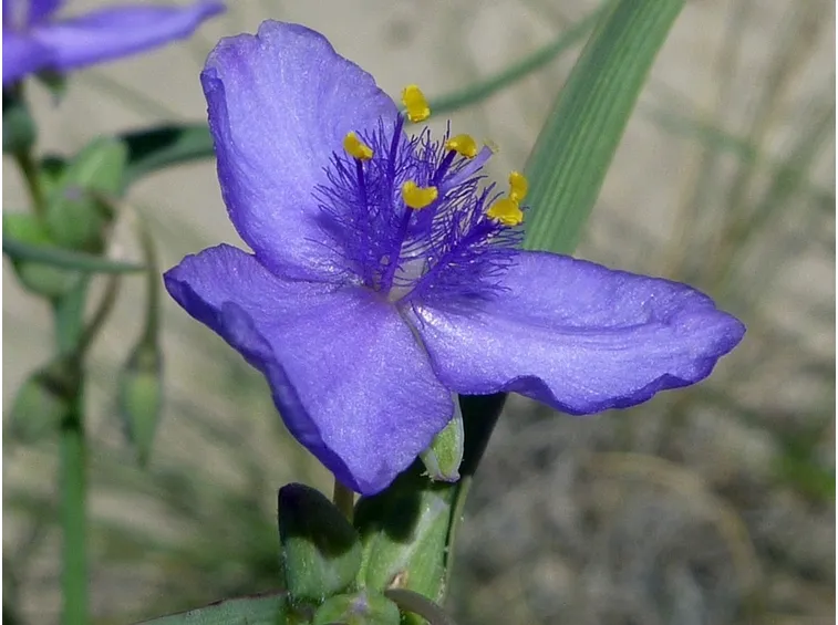 fiore tradescanzia