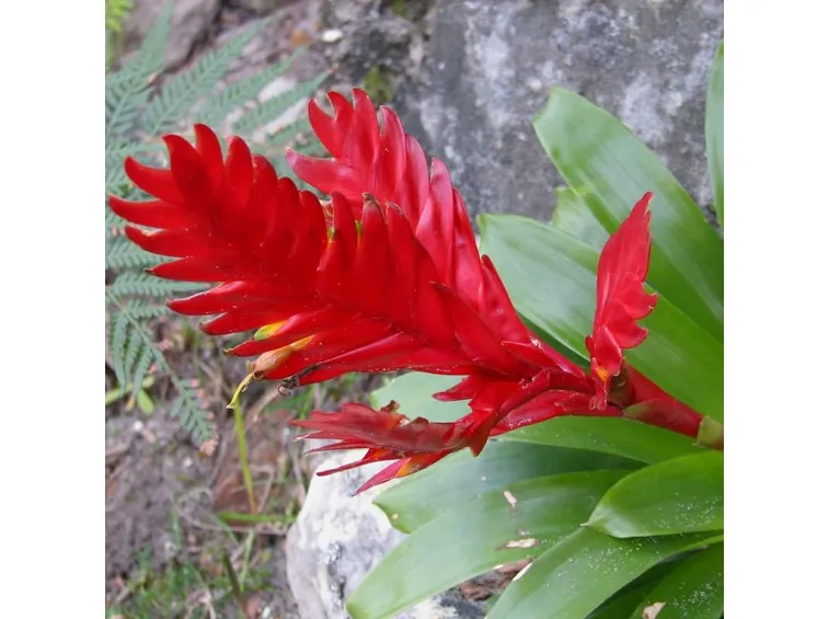 Vriesia fiore