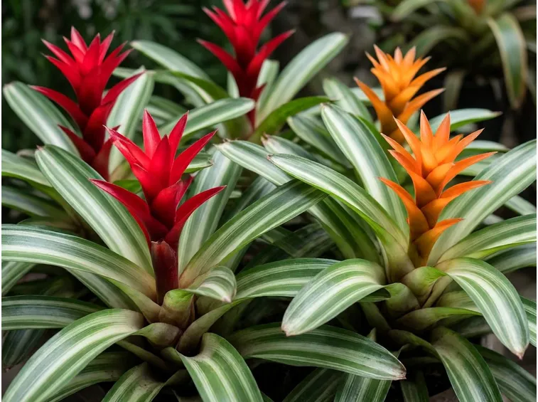 piante Vriesia splendens