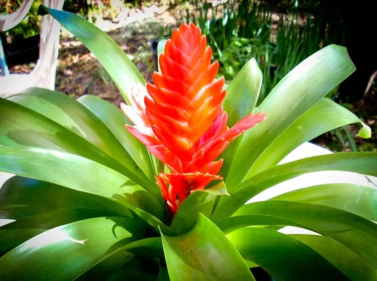 bromelia