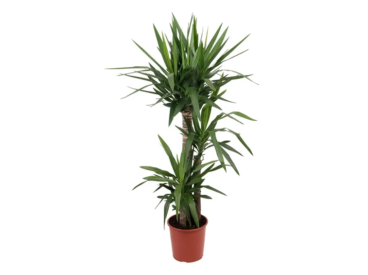 yucca in vaso
