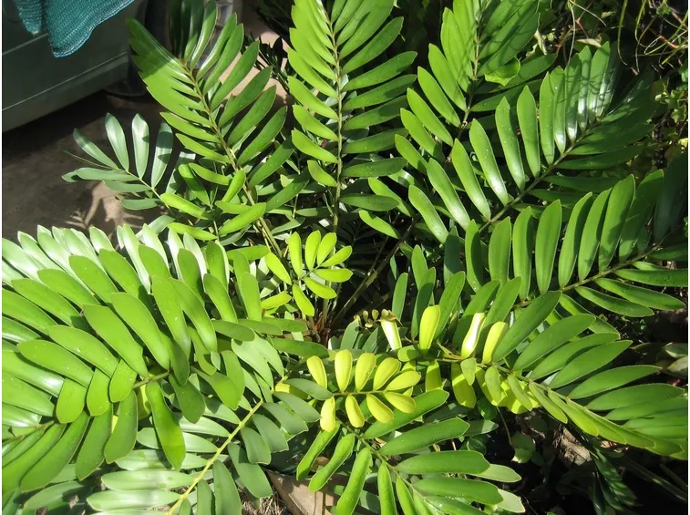 zamia