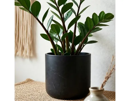 zamia