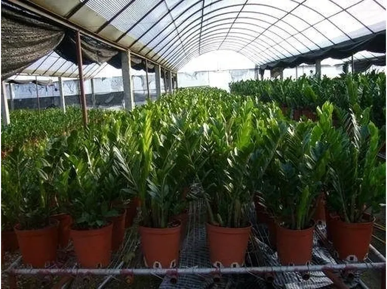 zamioculcas in vivaio