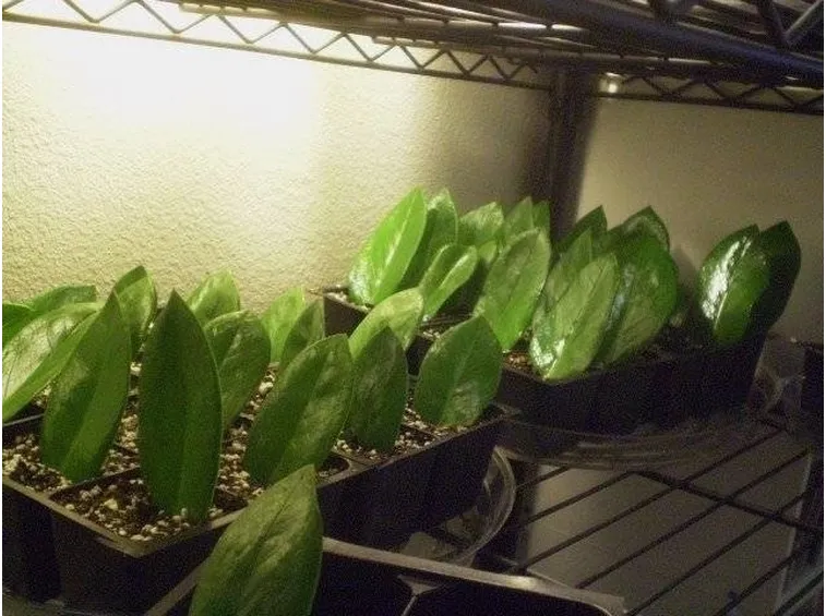talea fogliare zamioculcas