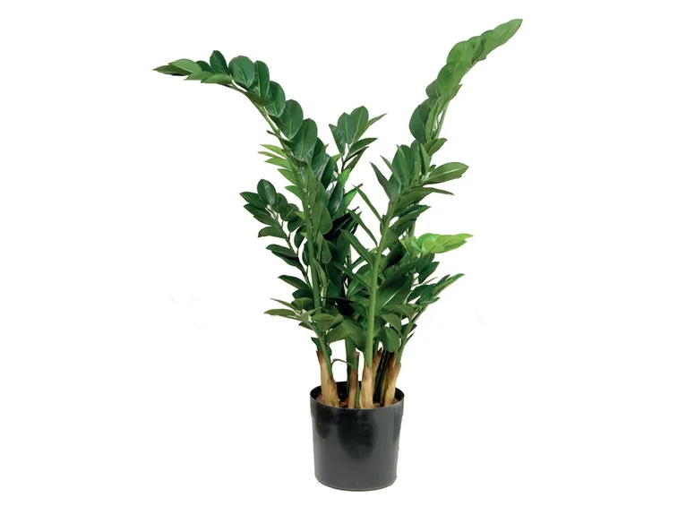 zamia