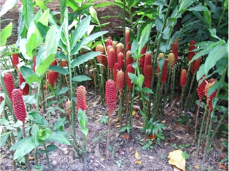 pianta di zenzero
