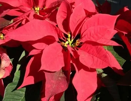 stella di natale