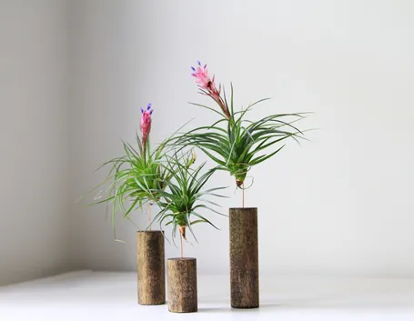 tillandsia