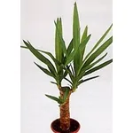 crassula