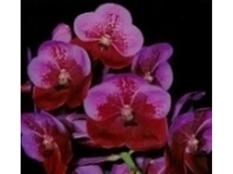 vanda
