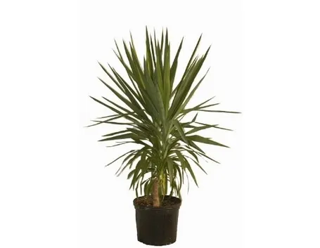 yucca