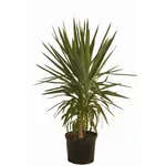 yucca