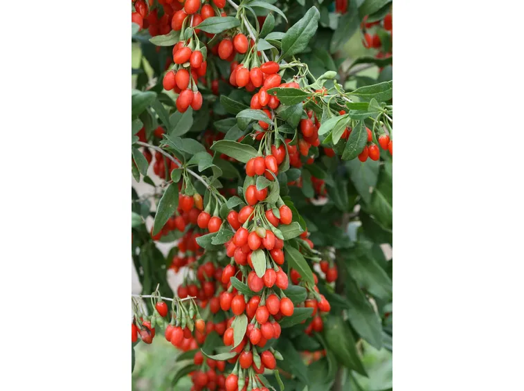Bacche di Lycium barbarum