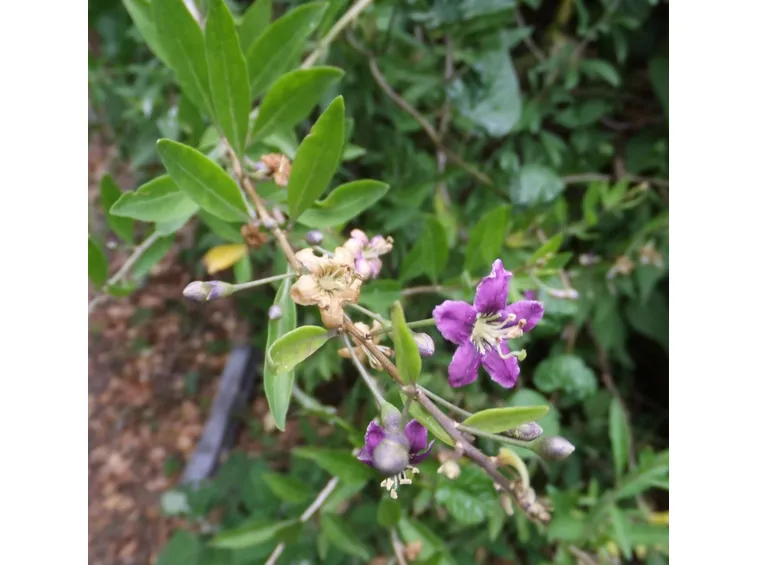 Fiori di Lycium barbarum