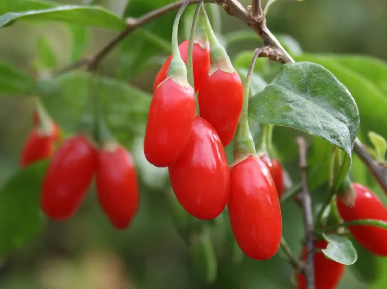 Bacche di Lycium barbarum