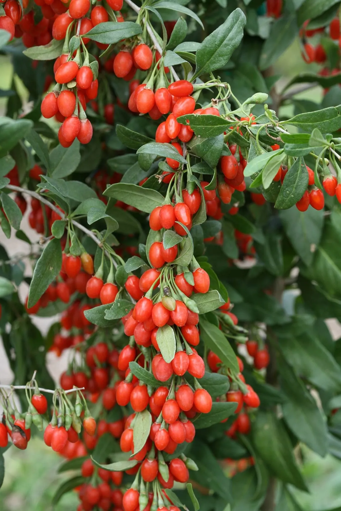 Bacche di Lycium barbarum
