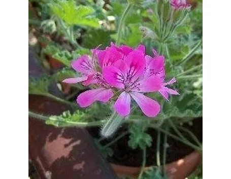 Un vaso di gerani