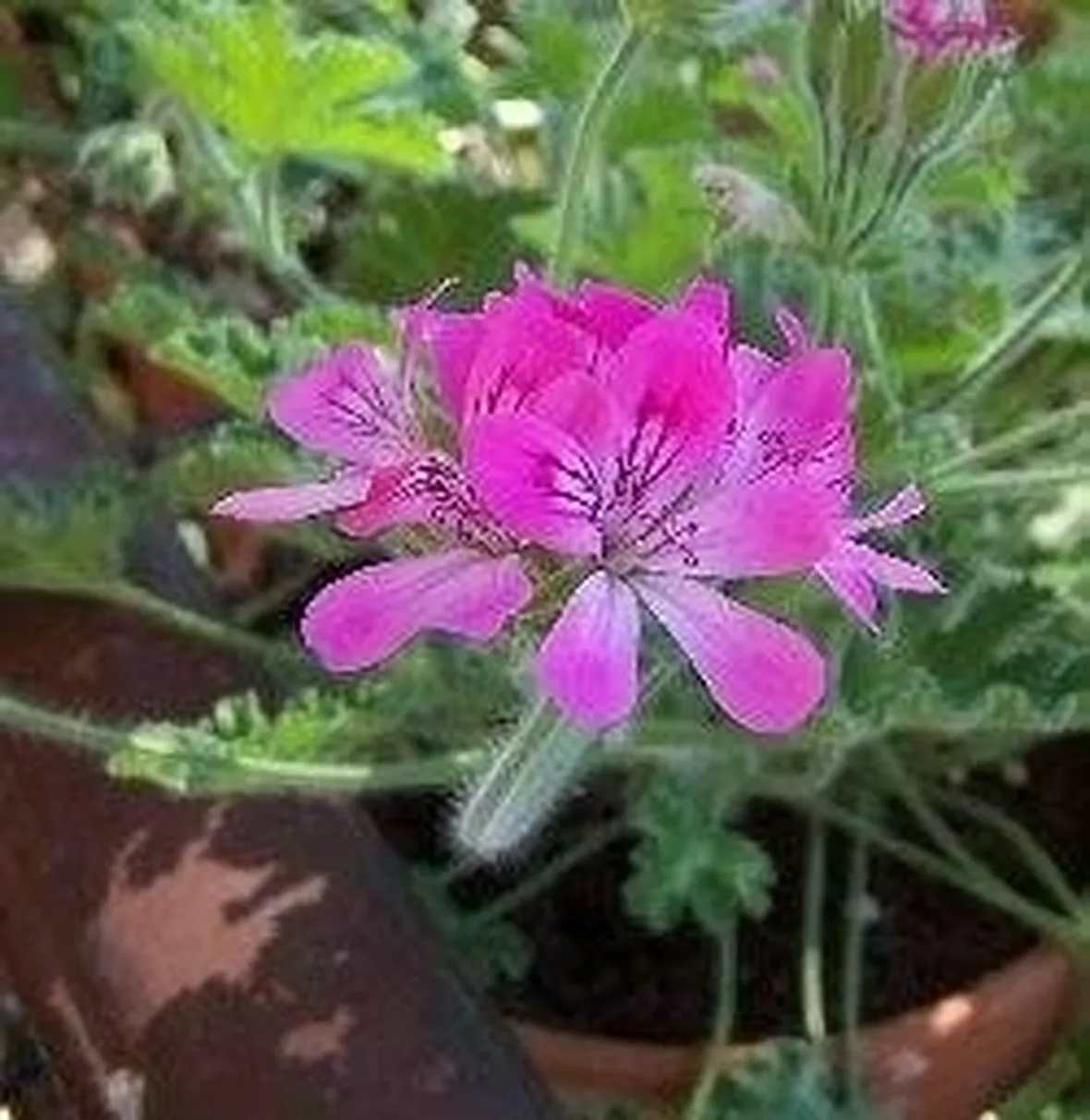 Un vaso di gerani