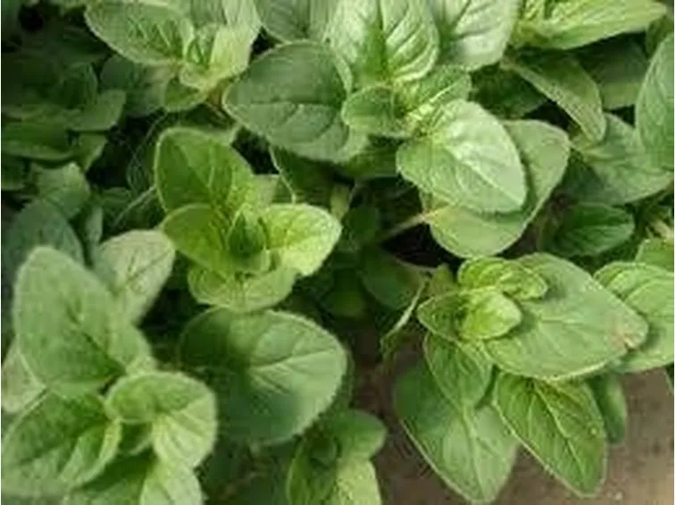 origano