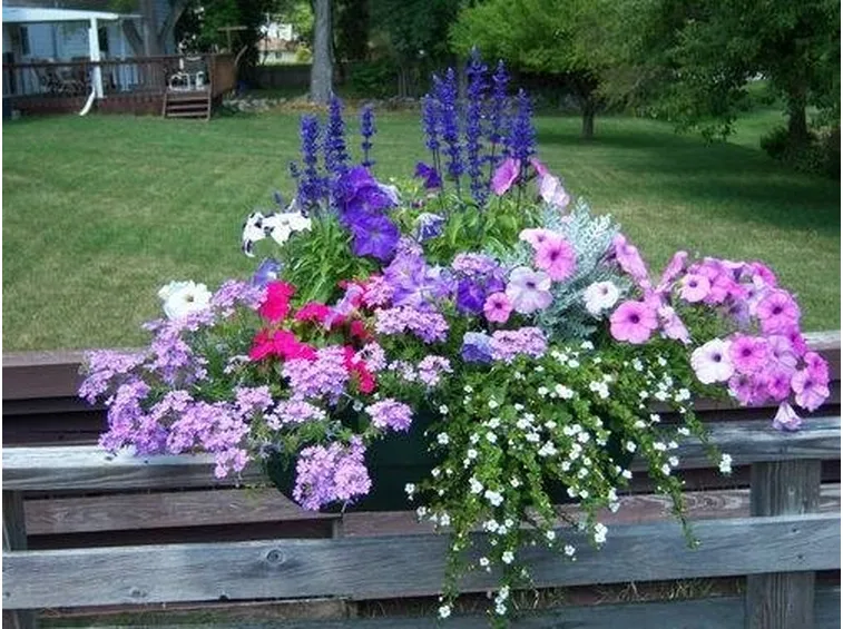 Fiori per fioriere 