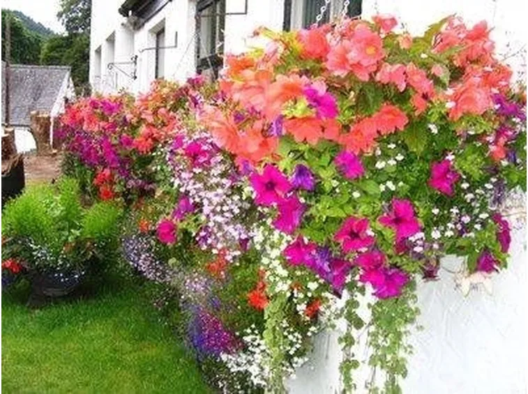 Fiori per fioriere 