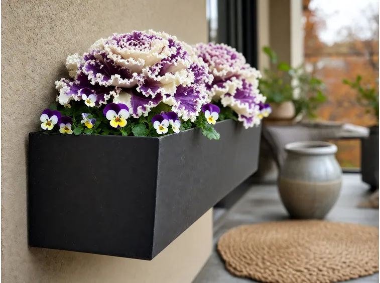 Aggiungere cavoli ornamentali e viole