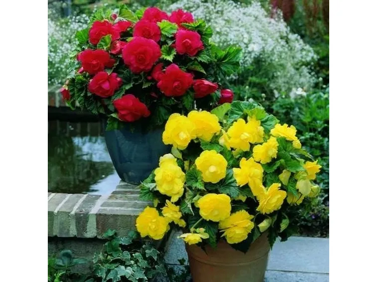 begonia