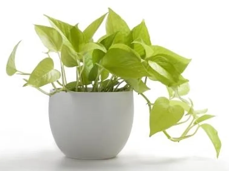 POTHOS