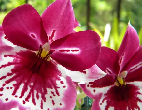orchidea
