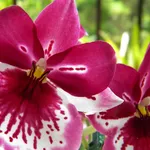 orchidea