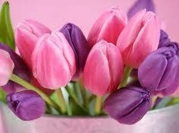tulipano