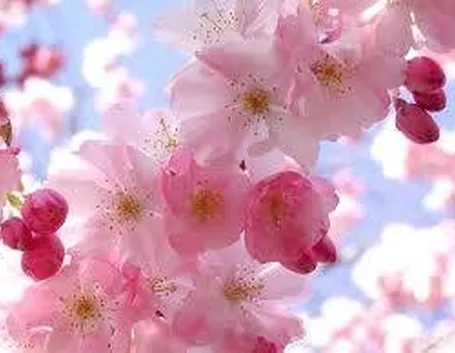 immagini fiori