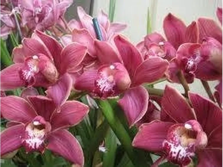 fiori