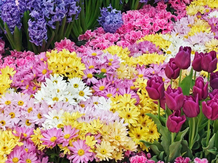 fiori giardino